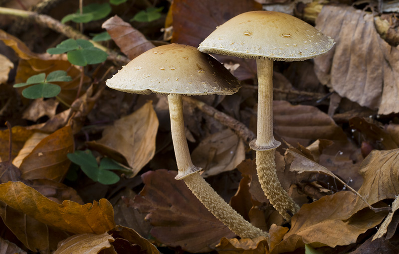 Leratiomyces squamosus